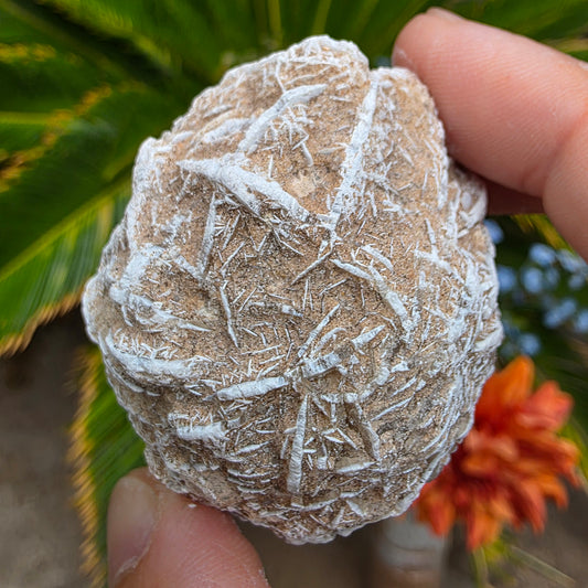 Desert Rose Gypsum Cluster Rock Specimen | Raw Natural Crystal Mineral