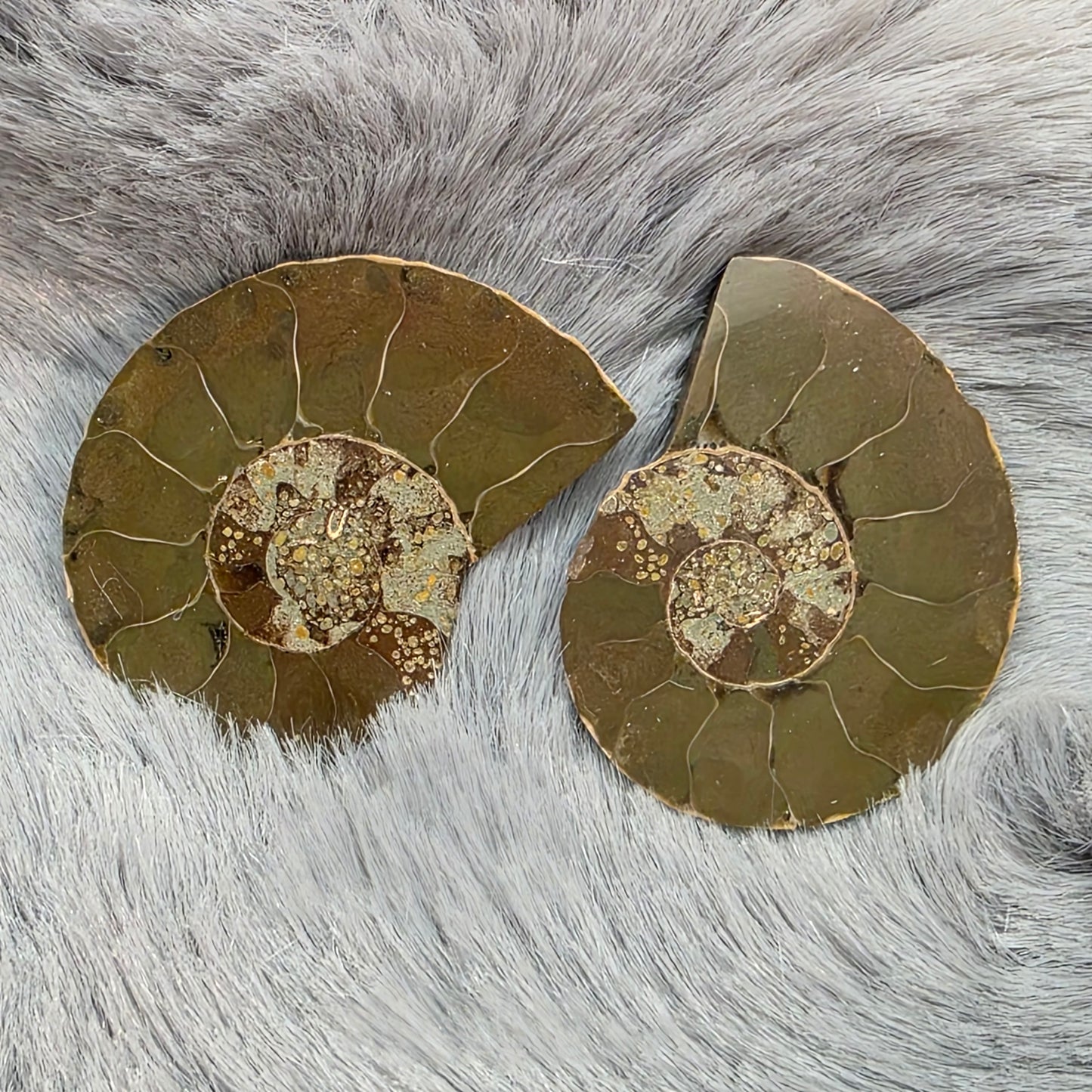 Natural Ammonite Fossil Cut and Polished Pair, Small Size Halves Brown with Iridescent Colors