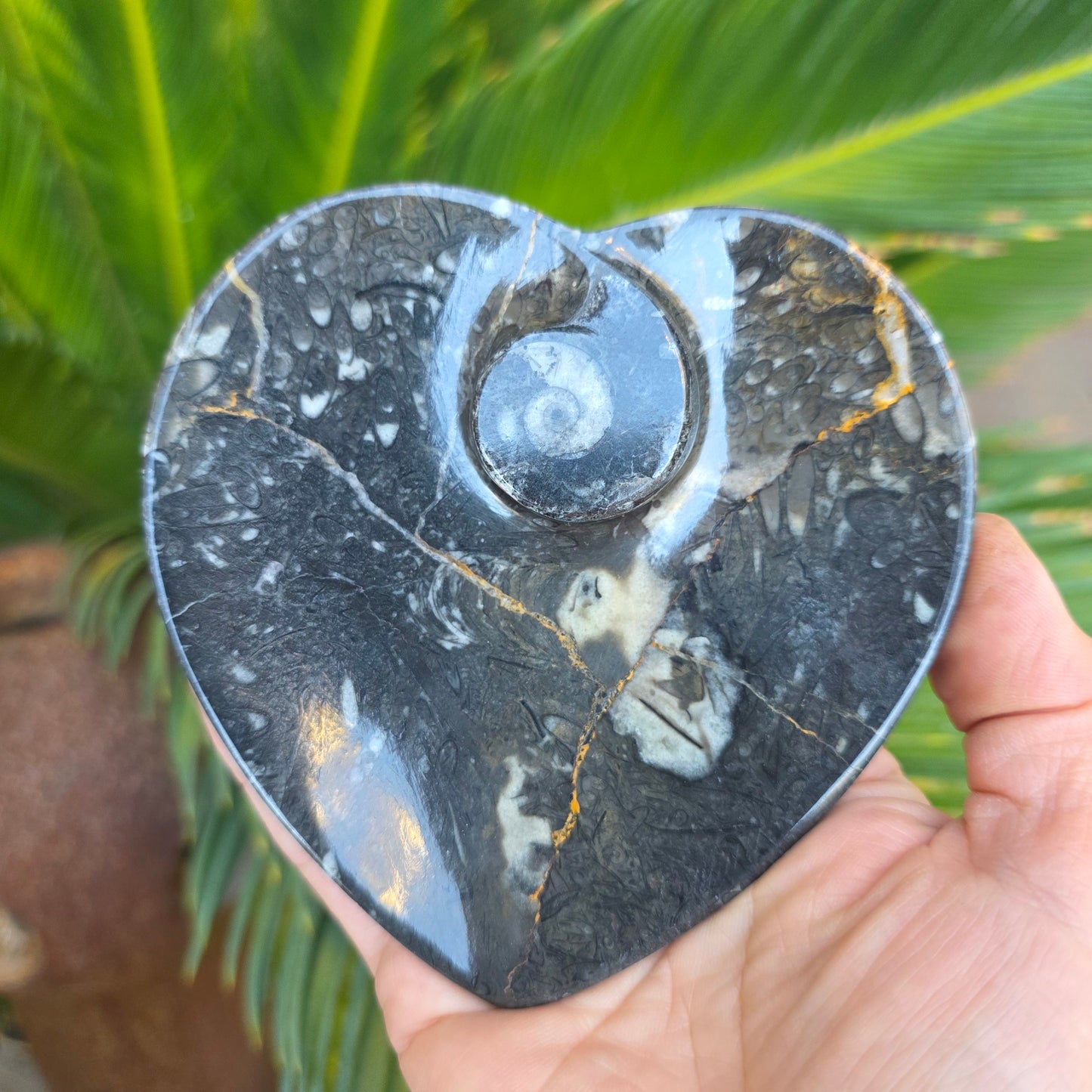 Polished Ammonite and Orthoceras Fossil Heart Shaped Dish 4 Inch Black & White Stone Bowl