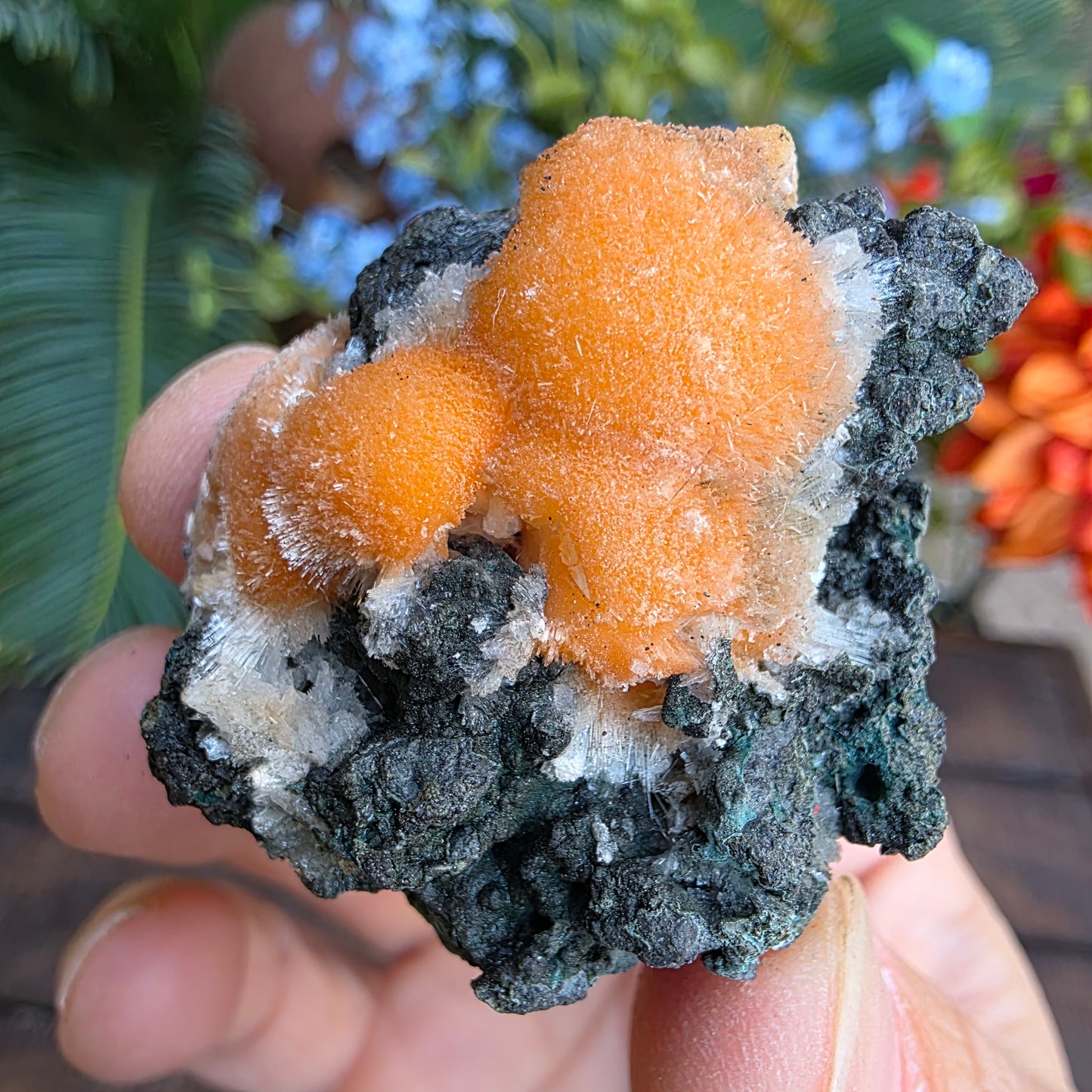 Thomsonite Mineral Specimen | Natural Orange Crystal on Basalt Matrix Rock
