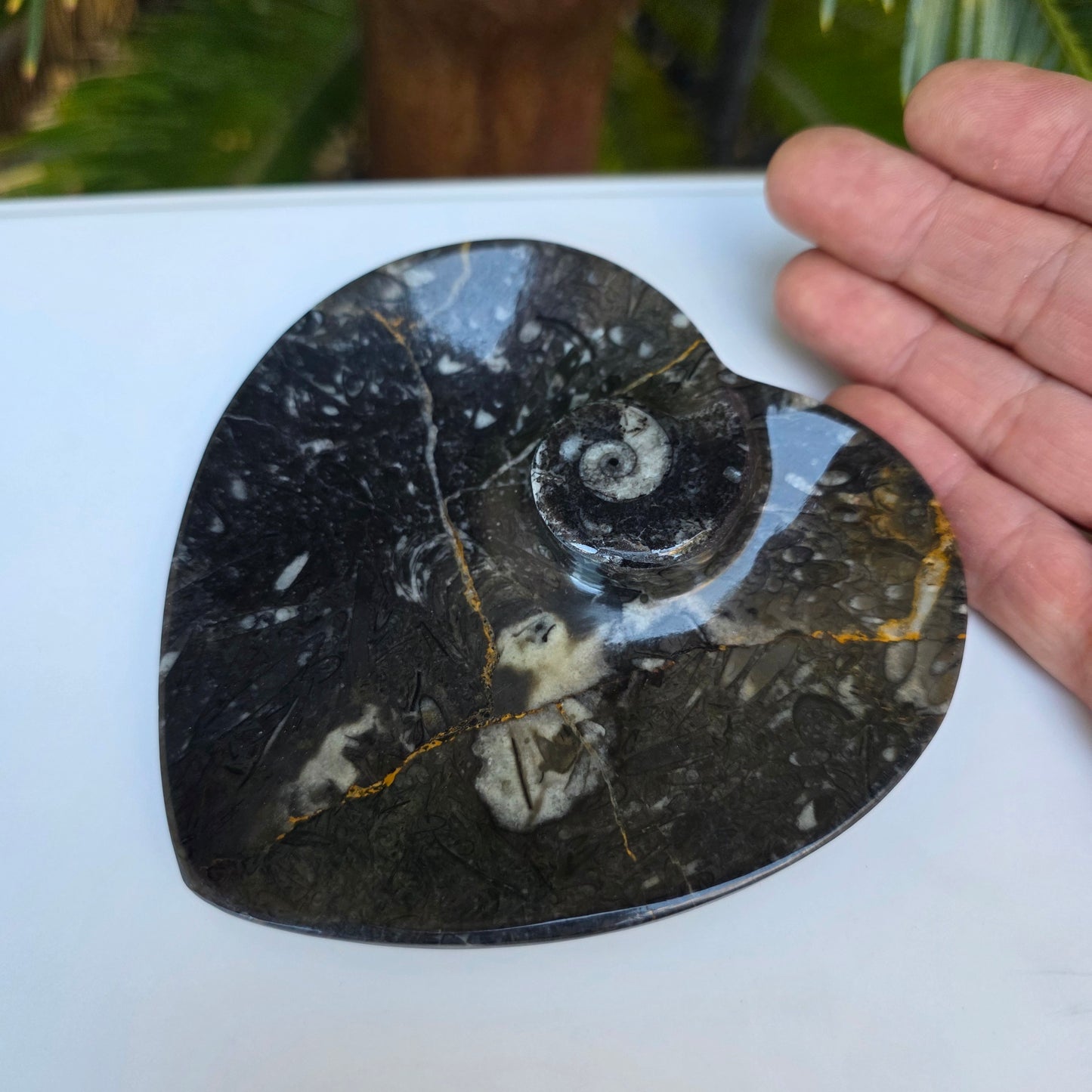 Polished Ammonite and Orthoceras Fossil Heart Shaped Dish 4 Inch Black & White Stone Bowl