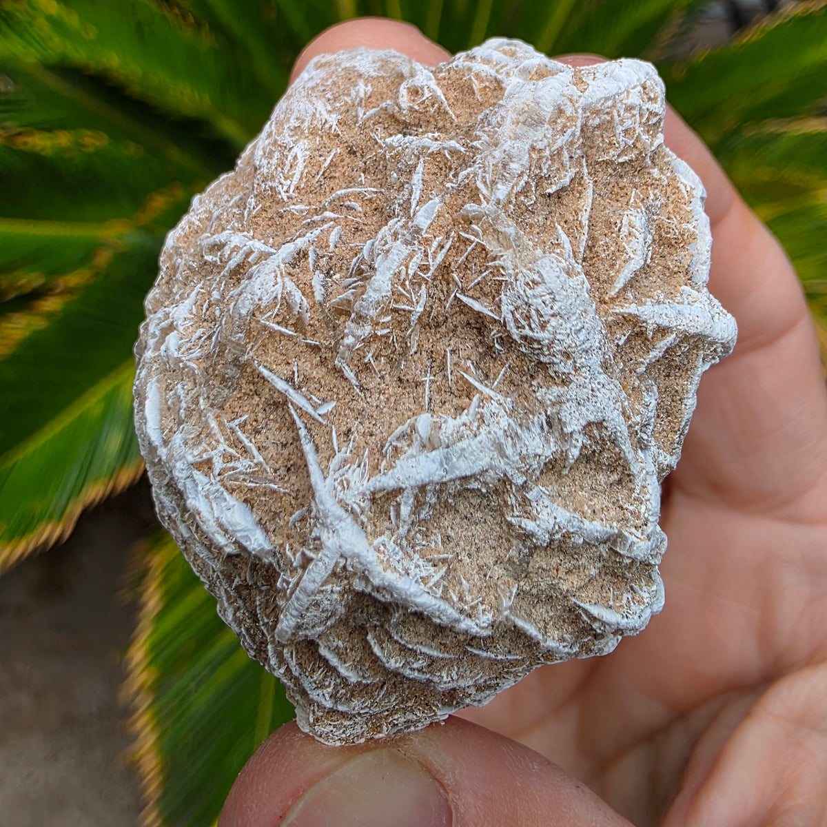 Desert Rose Gypsum Cluster Rock Specimen | Raw Natural Crystal Mineral