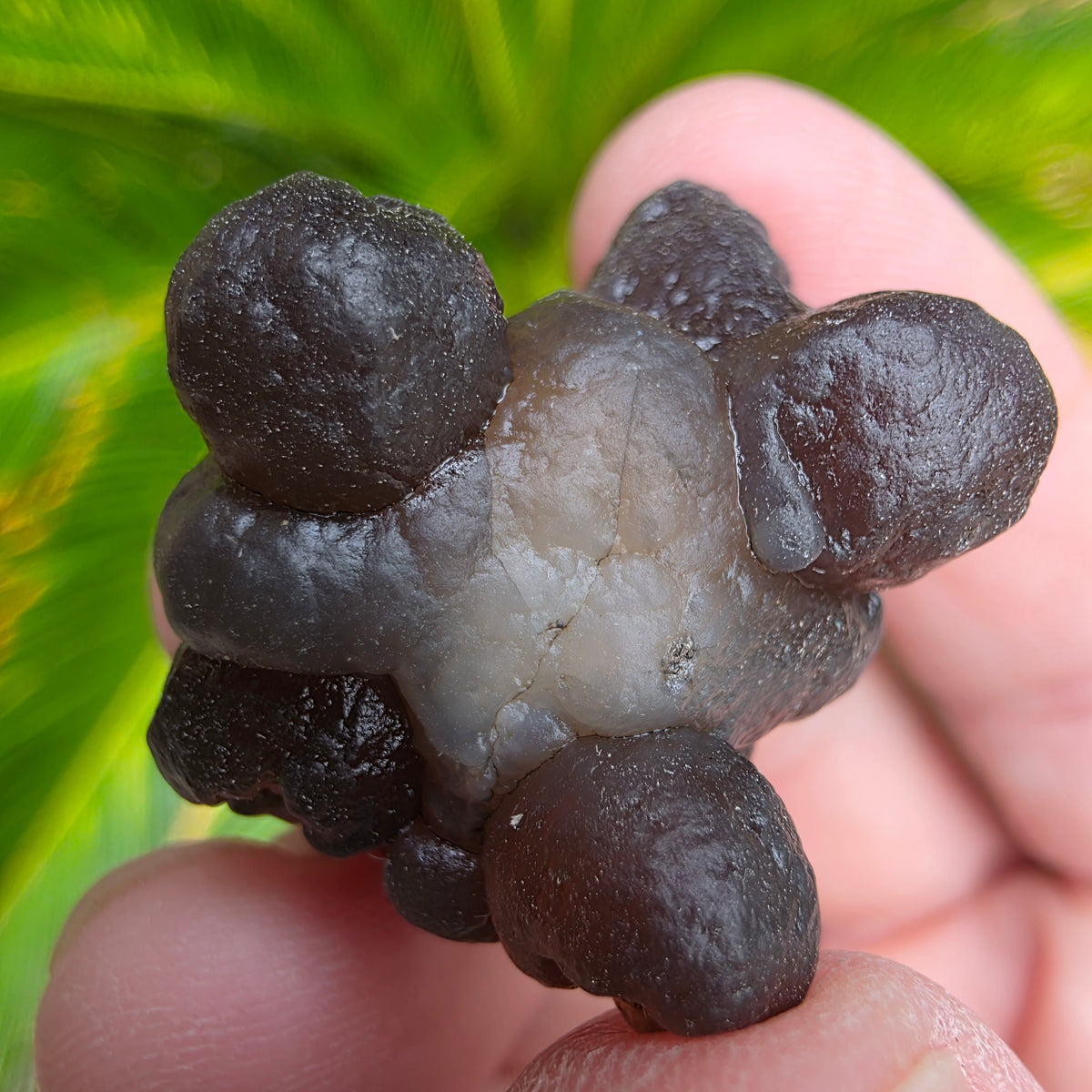 Truffle Chalcedony Rock Specimen, Raw Natural Mineral with Botryoidal Shape from Morocco