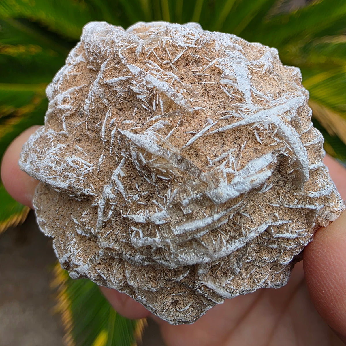 Desert Rose Gypsum Cluster Rock Specimen | Raw Natural Crystal Mineral