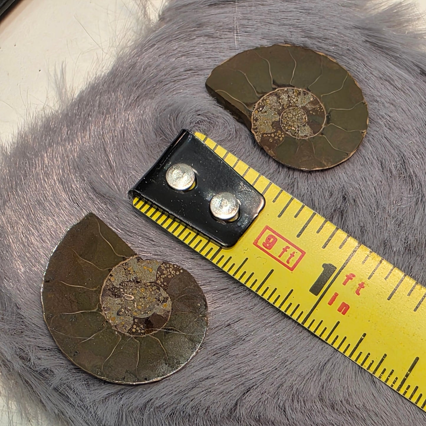 Natural Ammonite Fossil Cut and Polished Pair, Small Size Halves Brown with Iridescent Colors