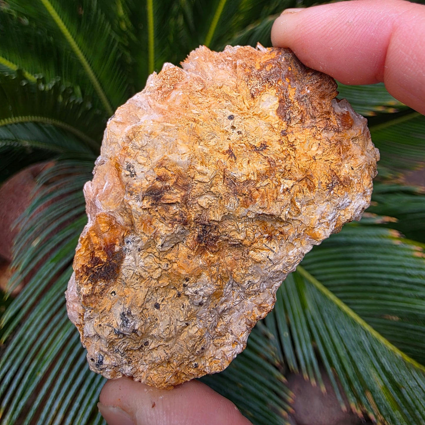 Bladed Barite from Morocco, Tabular Mineral Specimen with Brown and White Ombre Color Fade